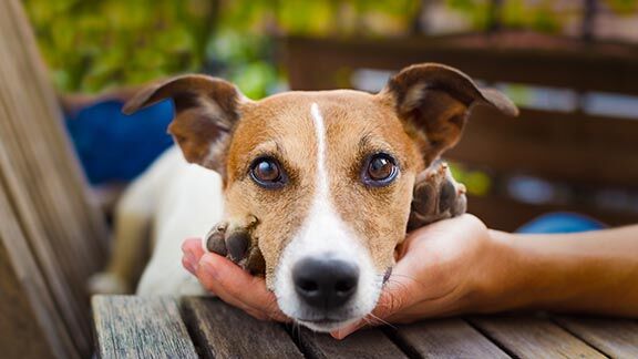 An Animal Health Care Guide for Pet Retailers | Current problem 83 owner petting dog